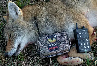 electronic hunting calls