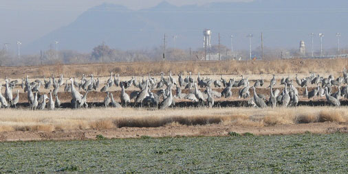 Sandhill cranes